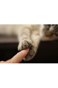 Donate to Kittens For a Cause